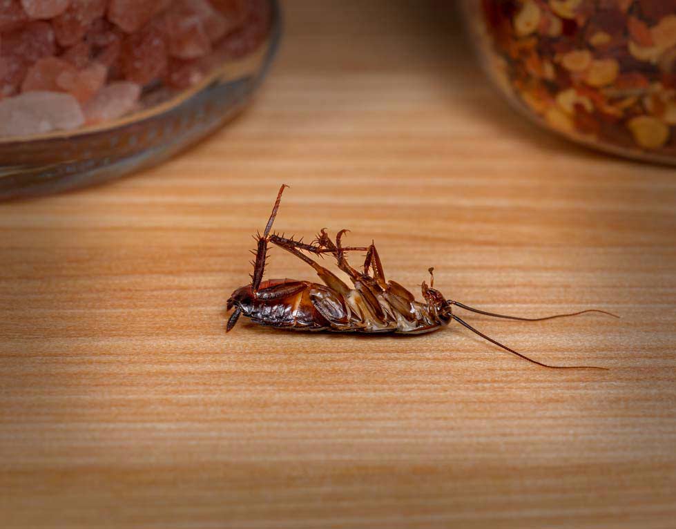 walnut creek pest control for homes