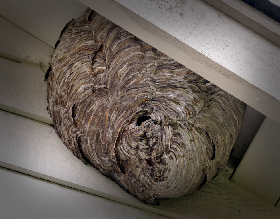 walnut creek pest control services for hornets wasps