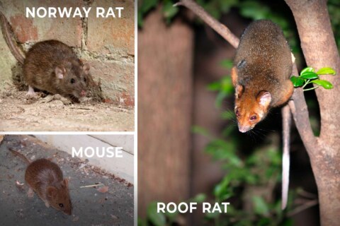 Rodent-Control-Bay-Area-roof-rats-mice