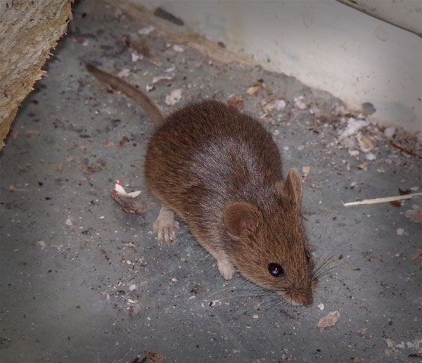 house-mouse-exterminator-walnut-creek