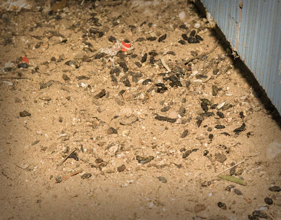 photo-of-rat-droppings-day-nite-rat-control-livermore-2