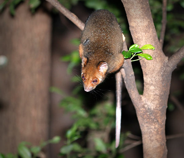 san-ramon-roof-rat-exterminator-bay-area