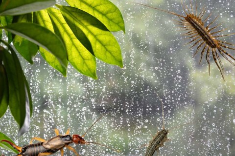 bay area pest control service dublin, ca