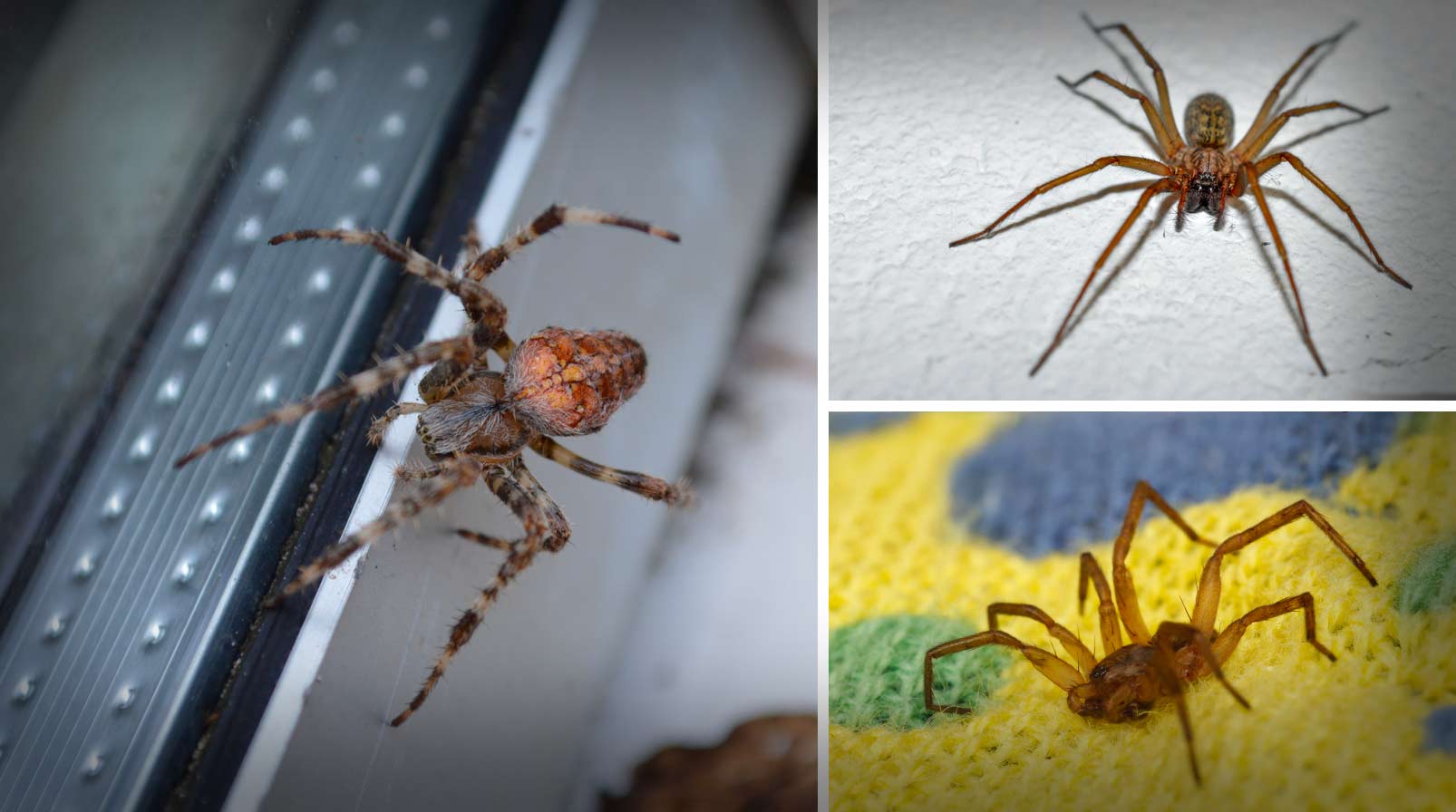 day-n-nite-spider-pest-control-danville-ca why are there so many spiders in my house-danville-pest-control