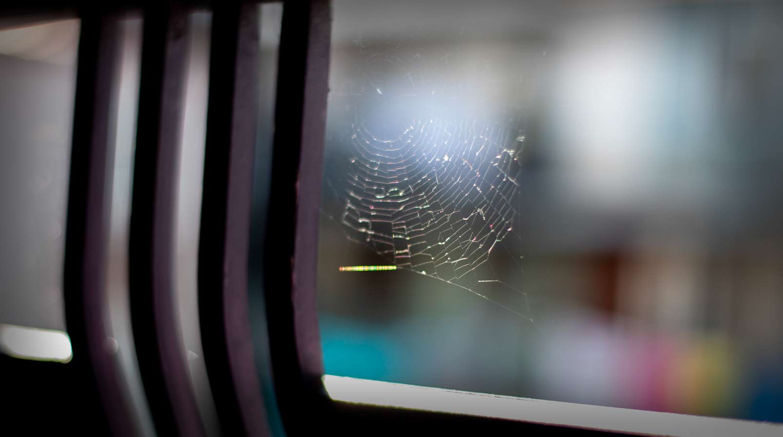 spiders-in-garage-east-bay-pest-control spiders-in-garage-east-bay-pest-control